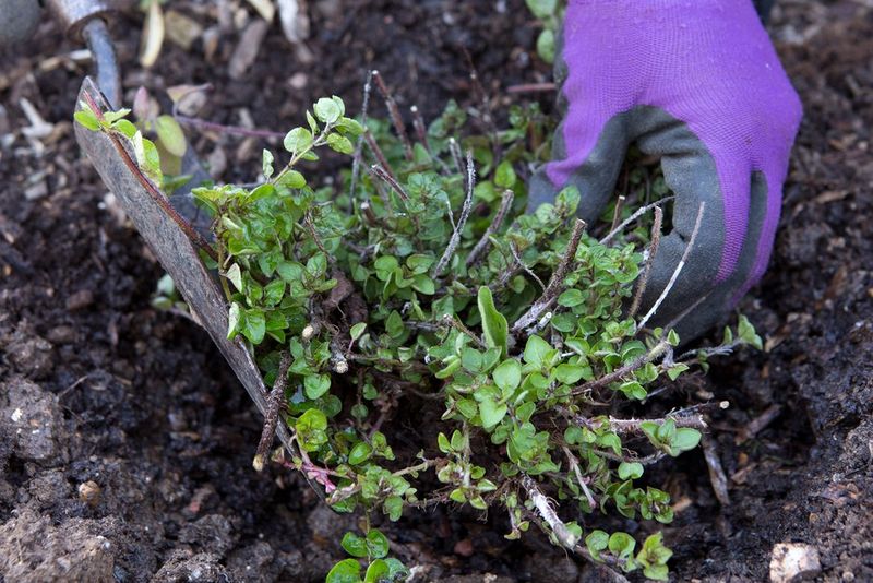 Split Oregano Clumps Into Tiny Starters Split Oregano Clumps Into Tiny Starters