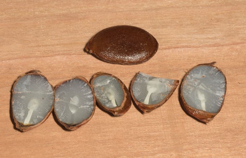 Split The Seed Carefully Along Its Edge Split The Seed Carefully Along Its Edge