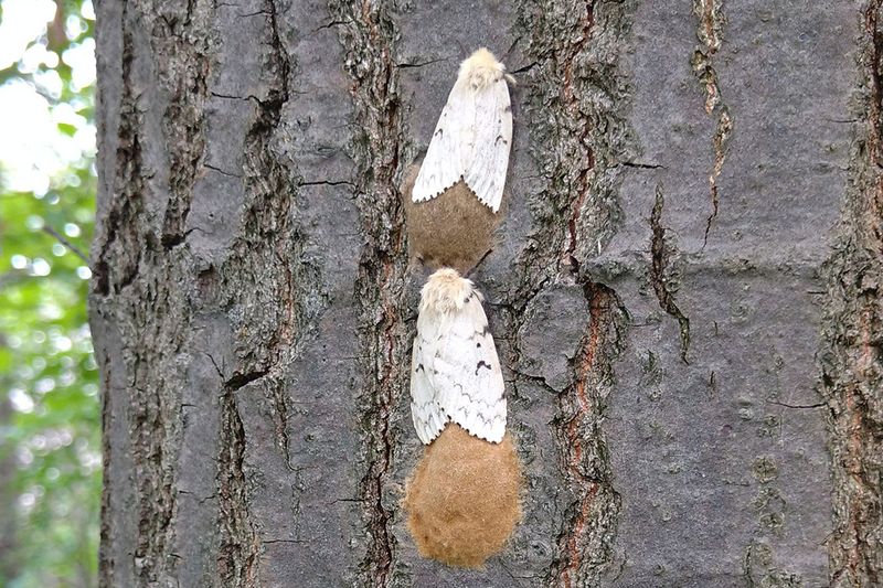 Spongy Moth Egg Masses Look Like Fuzzy Tan Patches