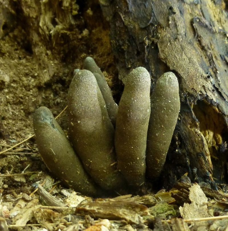 Spooky Black “Fingers” Rise From Old Stumps