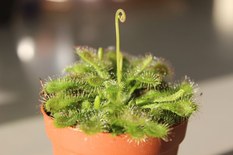 Spoon-Leaf Sundew
