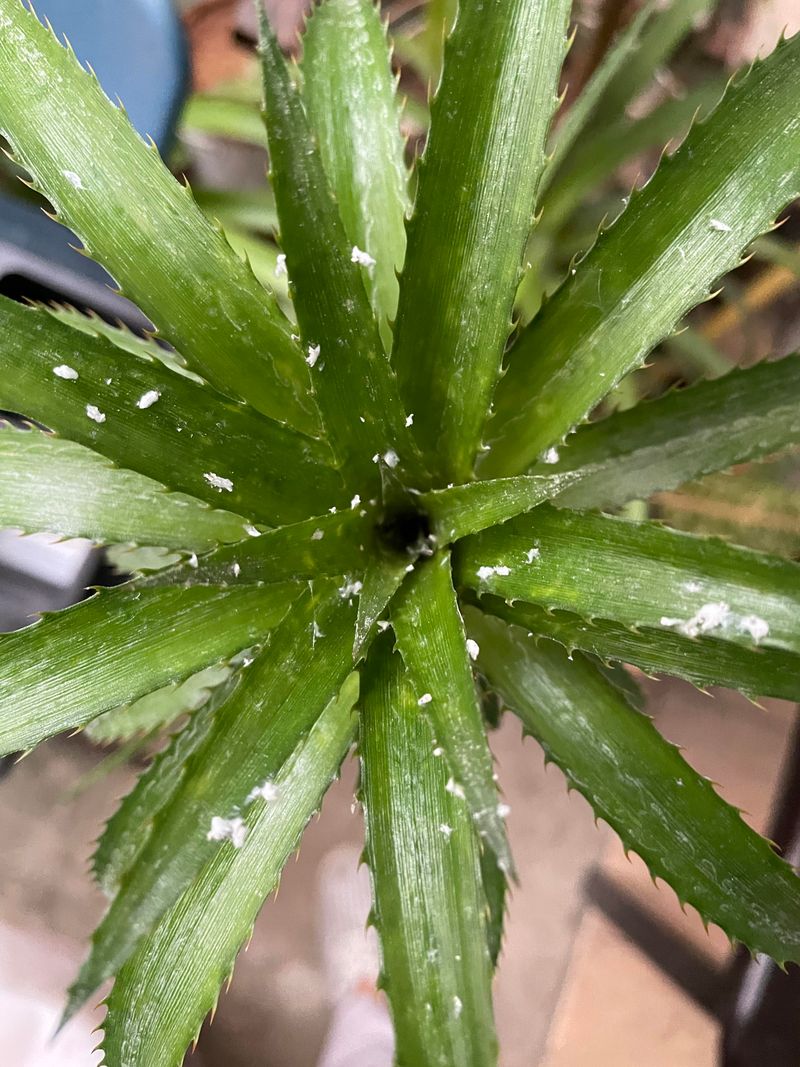 Spot Cottony Clumps Of Mealybugs