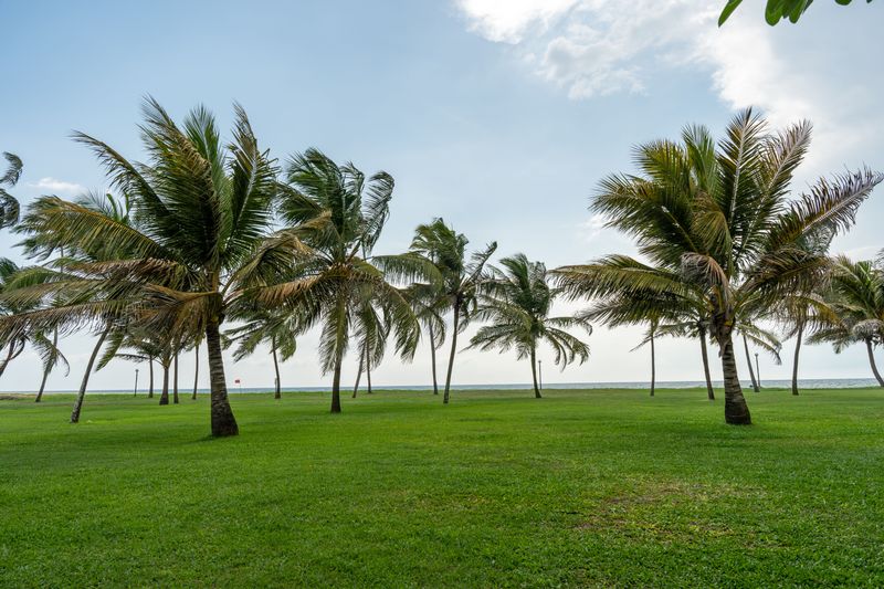 Spots Under Trees And Near The Coast May Stay Greener Spots Under Trees And Near The Coast May Stay Greener