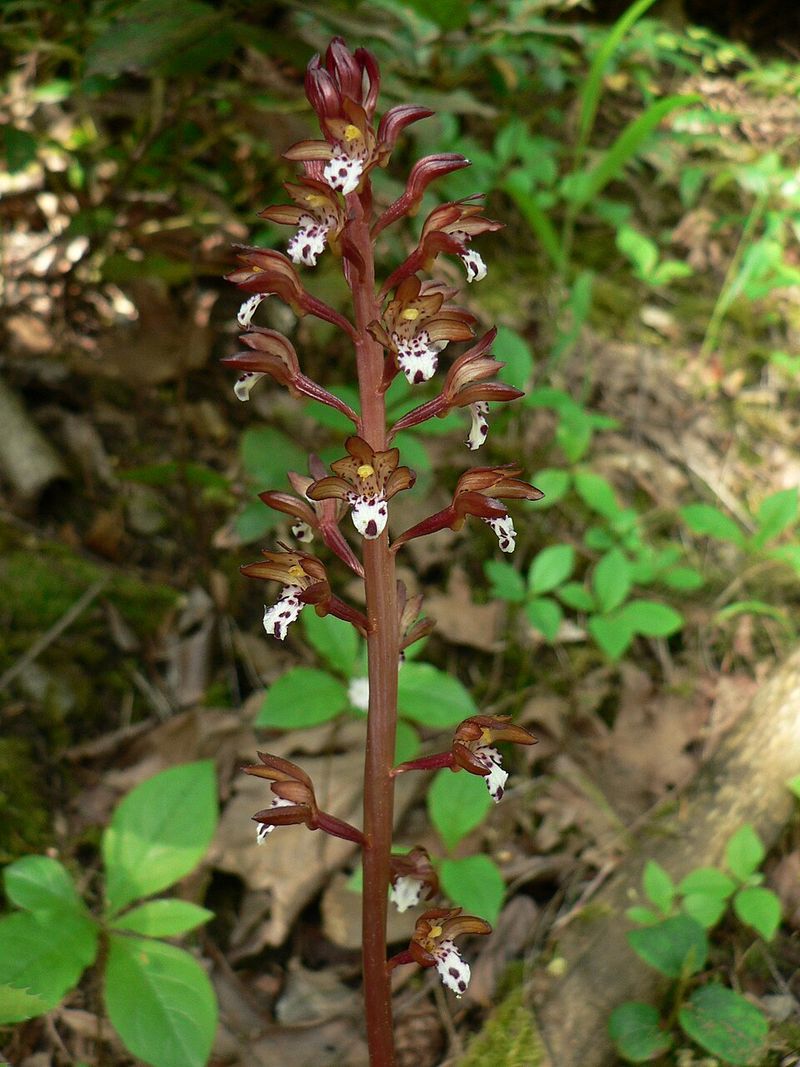 Spotted Coral-Root Spotted Coral-Root