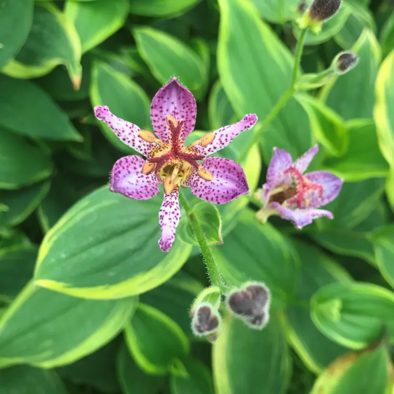 Spotted Flowers Show Up Just As Shade Gardens Start Fading Spotted Flowers Show Up Just As Shade Gardens Start Fading