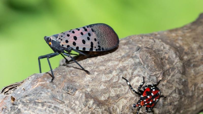 Spotted Lanternflies, Worth Squashing On Sight Spotted Lanternflies, Worth Squashing On Sight