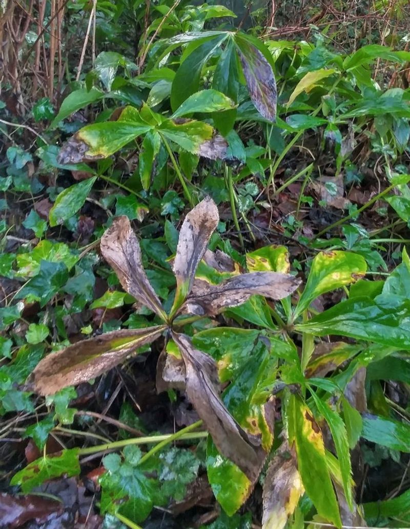 Spotted Or Damaged Leaves Are Better Removed From The Plant Spotted Or Damaged Leaves Are Better Removed From The Plant