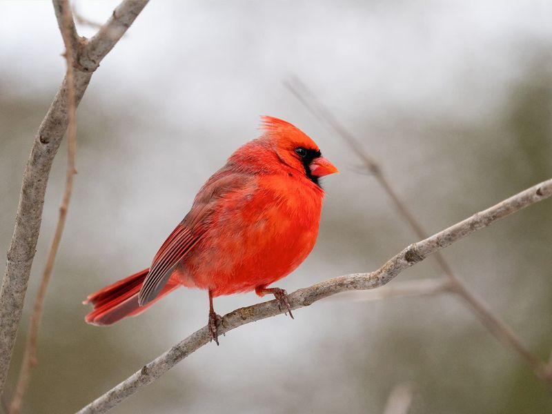 Spotting Cardinals Around Florida In Winter