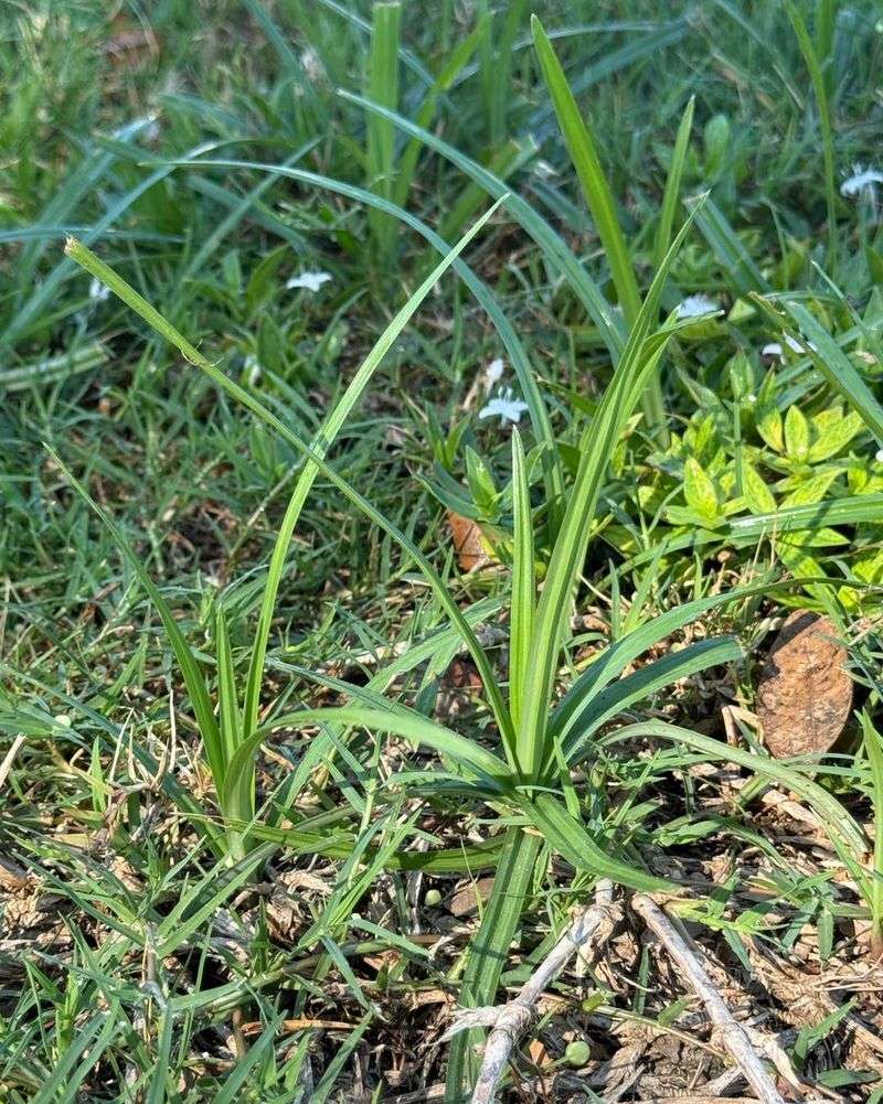 Spotting Sneaky Weeds Early Spotting Sneaky Weeds Early