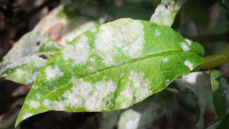Spotting The First White Dust On Leaves Spotting The First White Dust On Leaves