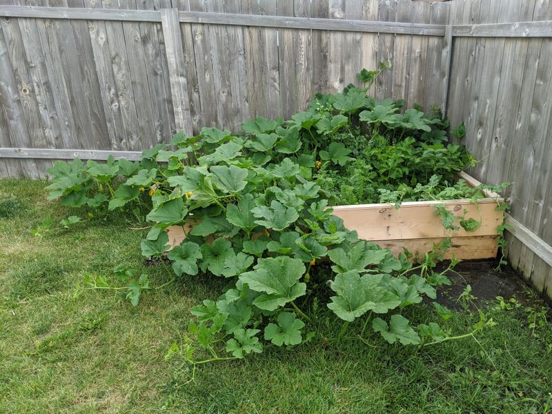 Sprawling Pumpkins Overrun The Bed