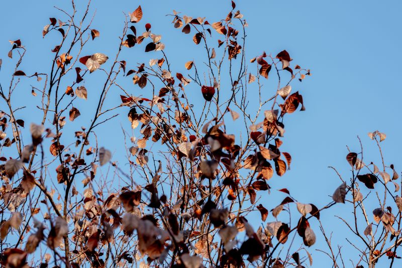Spray Copper Once The Leaves Have Fallen Spray Copper Once The Leaves Have Fallen