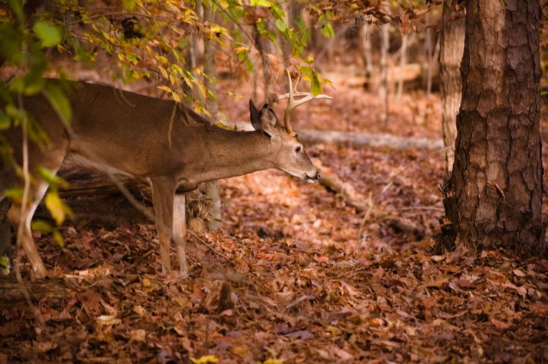 Spray Scent Repellents Before The Rut Spray Scent Repellents Before The Rut