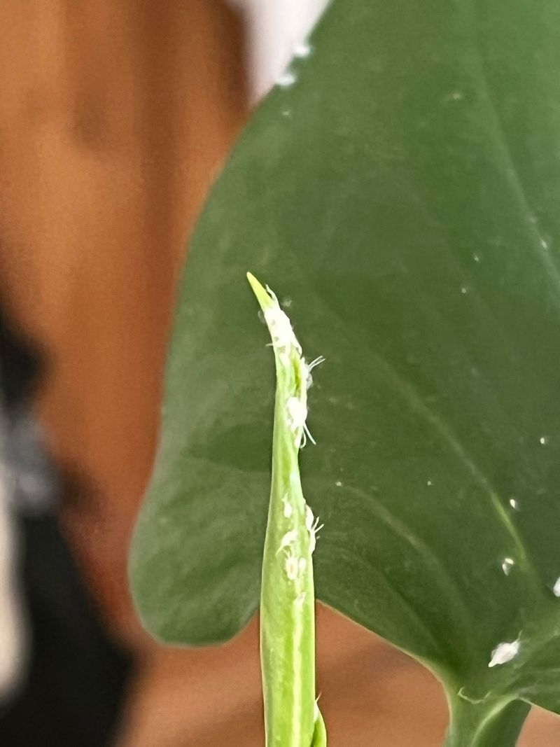 Spray Stems And Leaf Joints Where Pests Hide Spray Stems And Leaf Joints Where Pests Hide