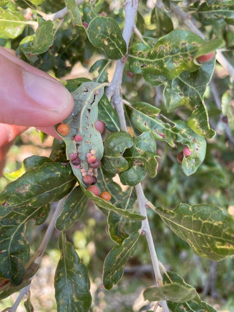 Sprays Rarely Help Since Larvae Are Protected Inside Sprays Rarely Help Since Larvae Are Protected Inside