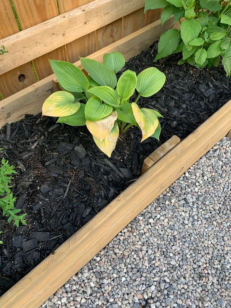 Spread A Fluffy Layer Of Mulch Around The Crowns