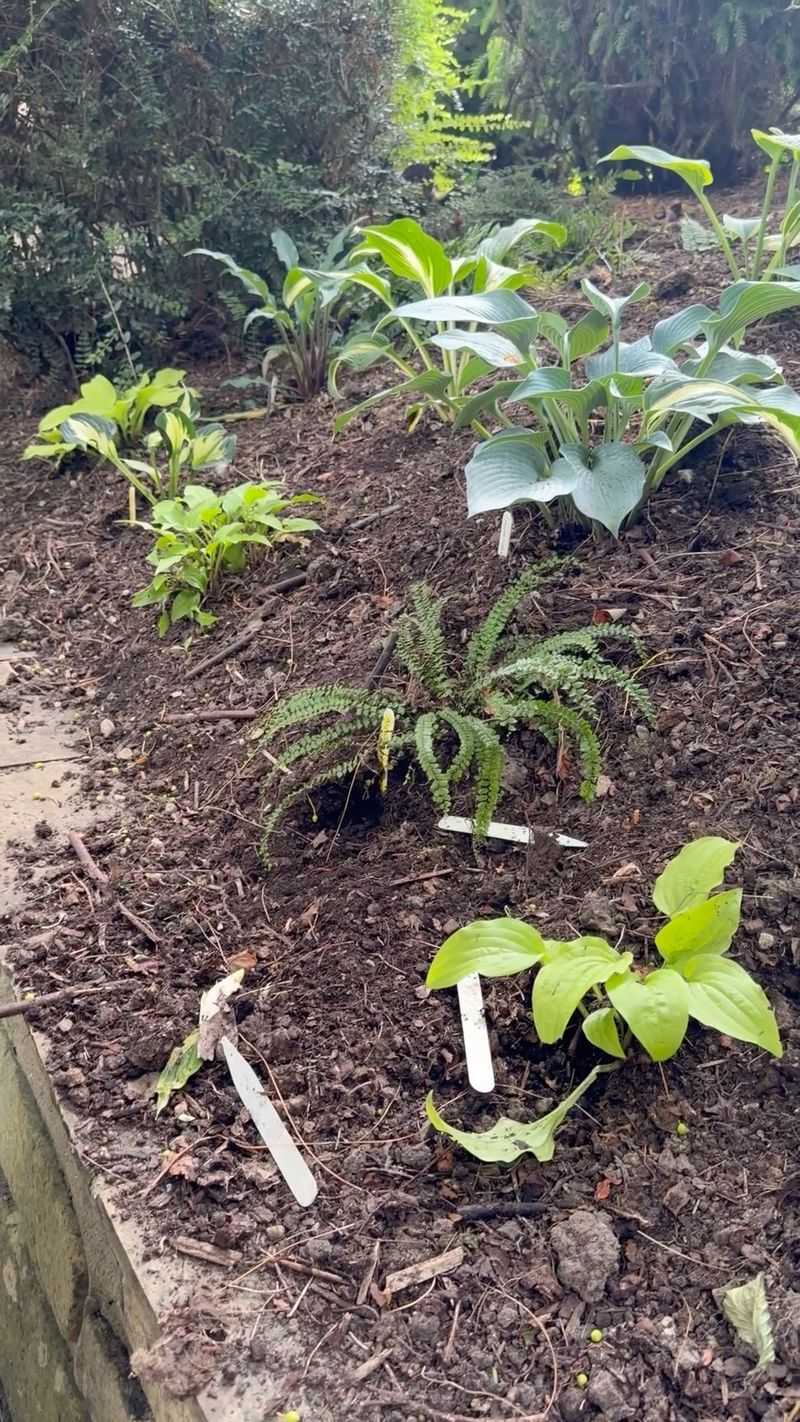 Spread Compost Around, Not Over, The Crowns Spread Compost Around, Not Over, The Crowns