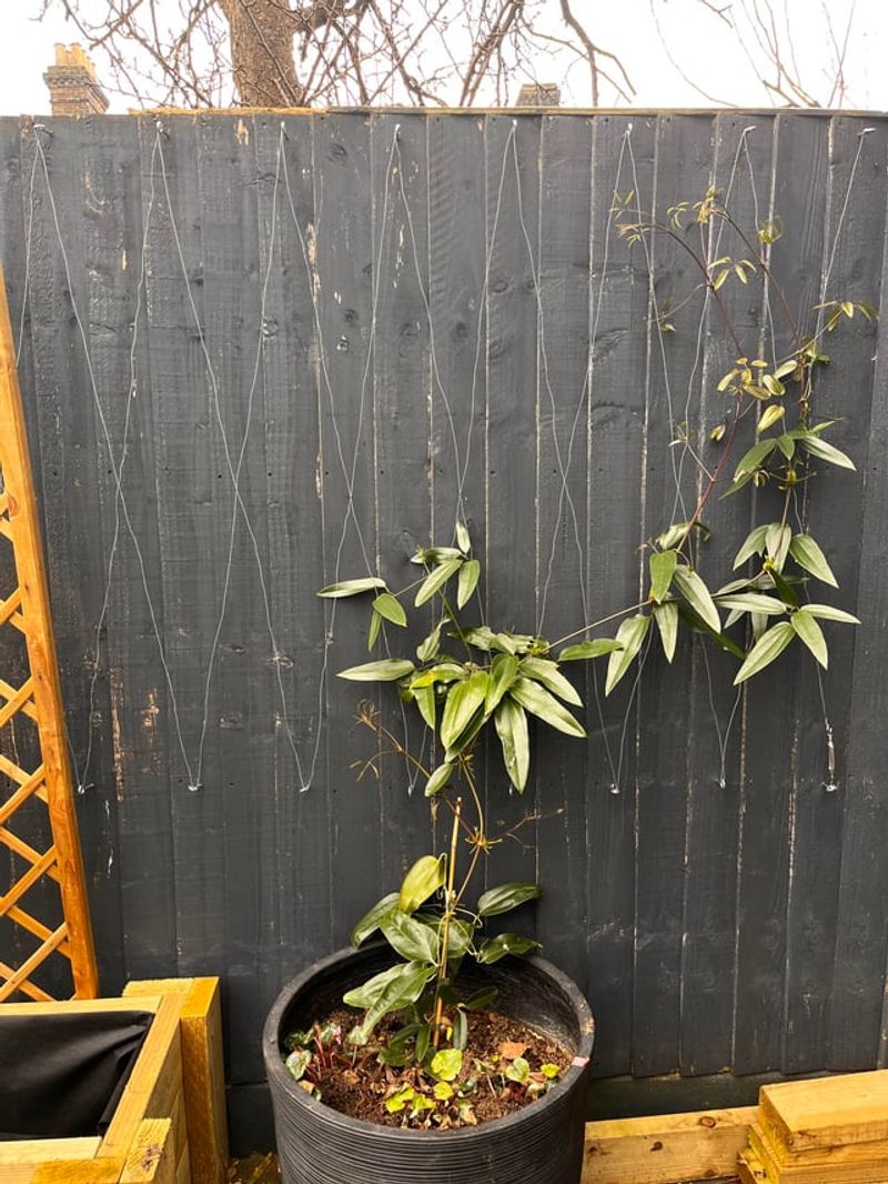 Spread Stems Sideways To Spark Side Shoots Spread Stems Sideways To Spark Side Shoots