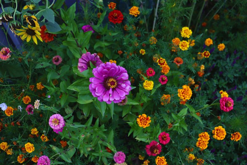 Spread Your Zinnia And Marigold Seeds Out To Dry Before Storing