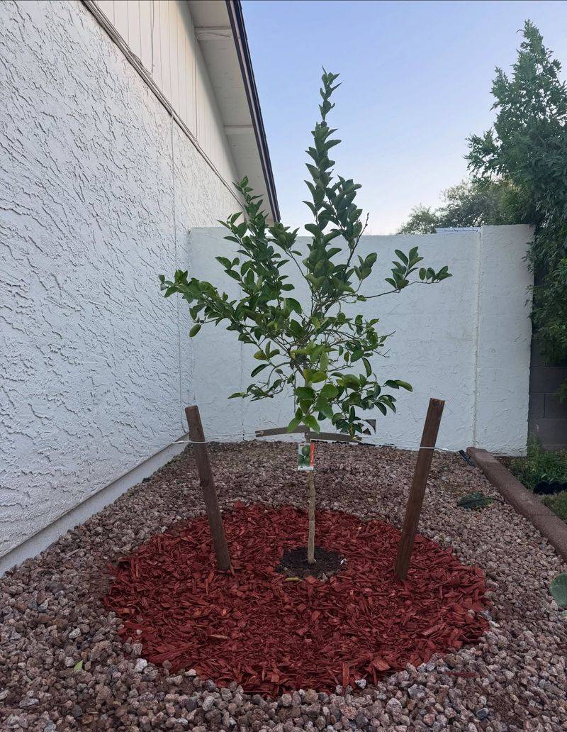 Spread a Ring of Mulch