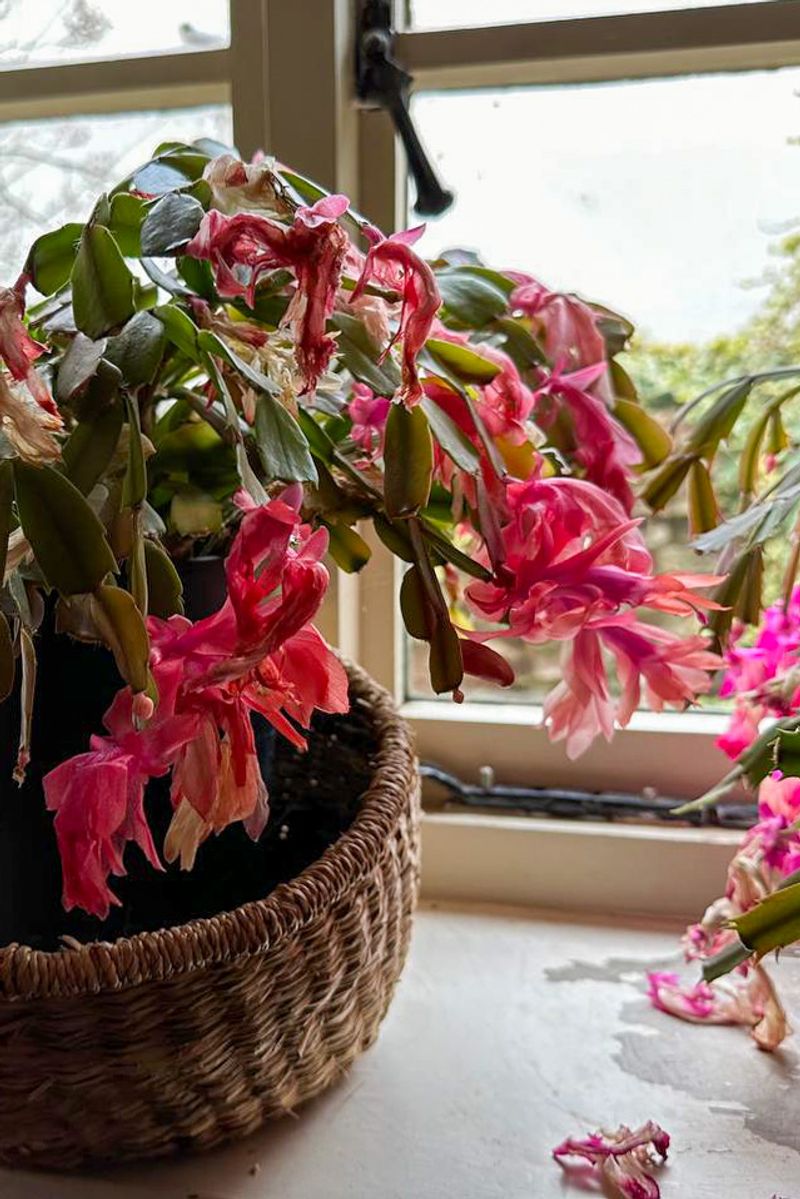 Spring After Blooming Is The Ideal Window Spring After Blooming Is The Ideal Window