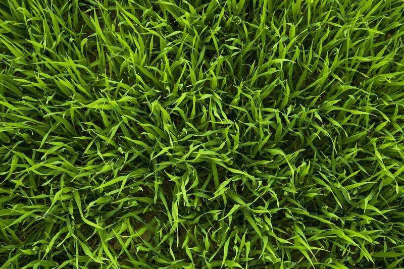 Spring And Summer Are Prime Seeding Seasons Spring And Summer Are Prime Seeding Seasons