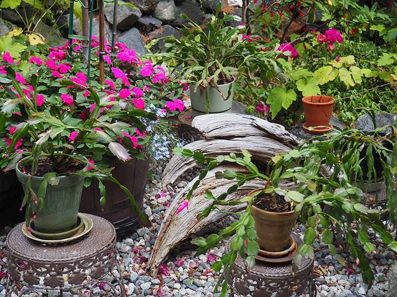 Spring And Summer Growth Builds Next Year's Bloom