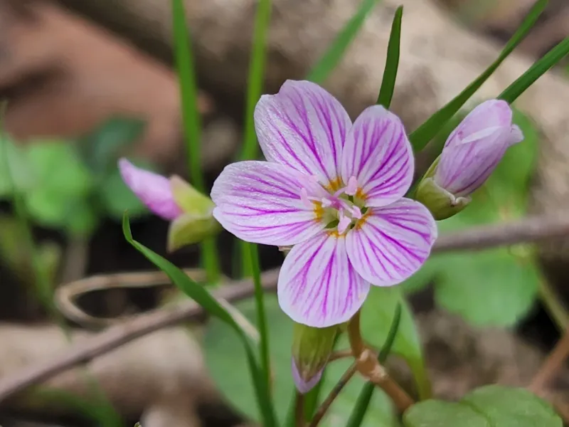 Spring Beauty Dots Lawns With Pink Spring Beauty Dots Lawns With Pink