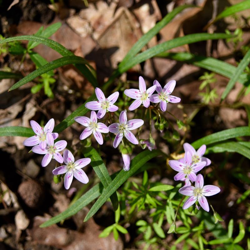 Spring Beauty Forms Carpets Of Small Pink And White Flowers Spring Beauty Forms Carpets Of Small Pink And White Flowers