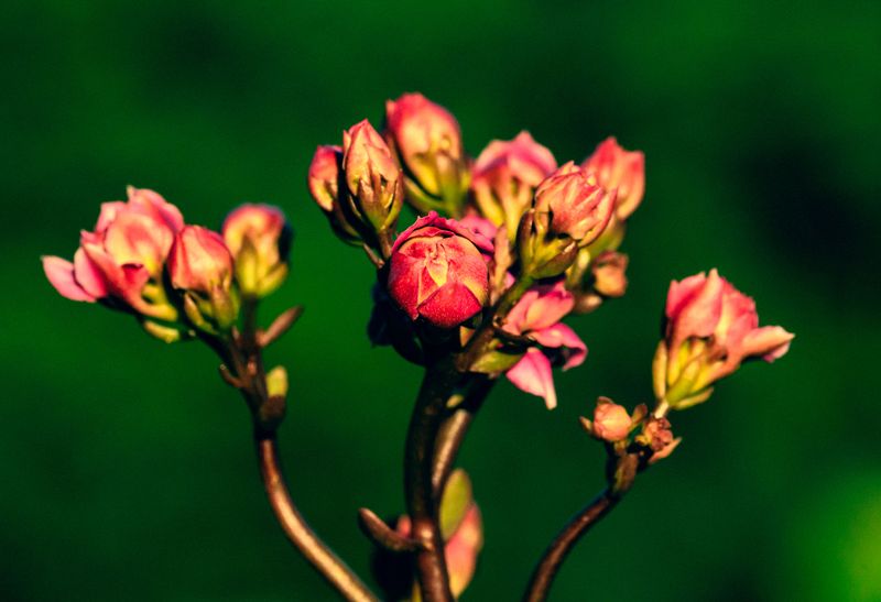 Spring Bloomers Have Already Set Next Year’s Flower Buds