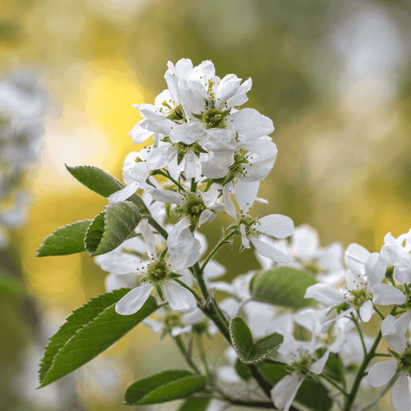 Spring Blossoms That Wake Up North Carolina Early