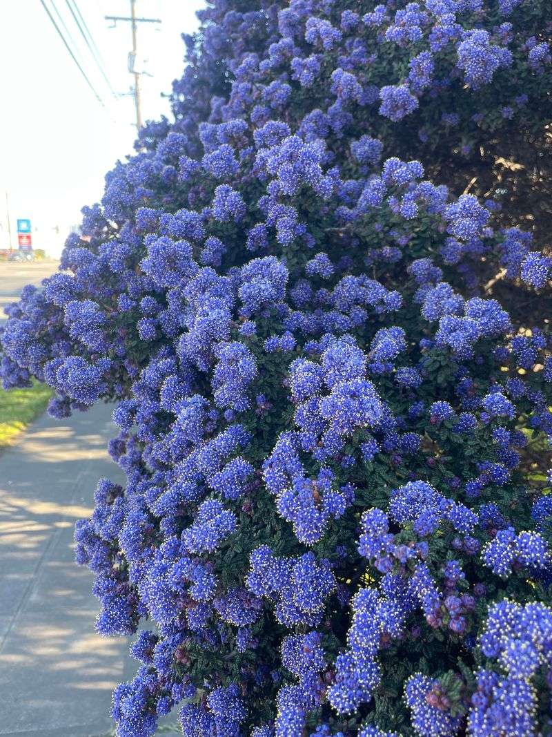 Spring Blue Blooms Greet Every Visitor Spring Blue Blooms Greet Every Visitor
