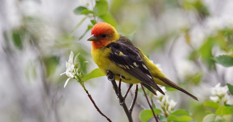 Spring Brings Brilliant Males Back