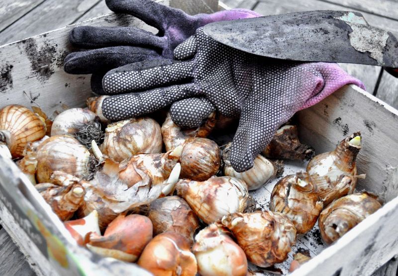 Spring Bulbs Follow Close Behind