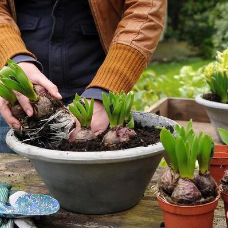Spring Bulbs Layered For A Surprise Show Spring Bulbs Layered For A Surprise Show