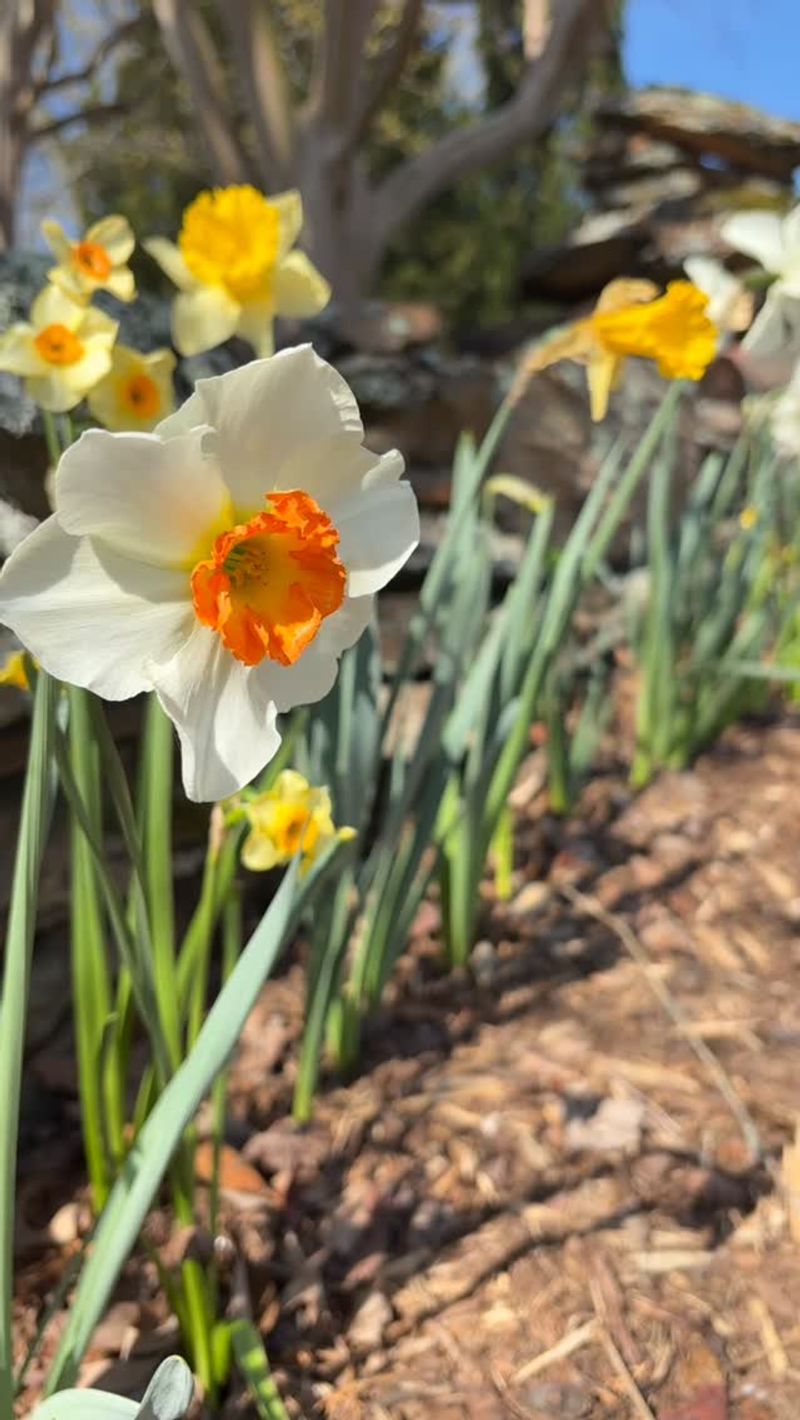 Spring Bulbs Planted At The Right Time