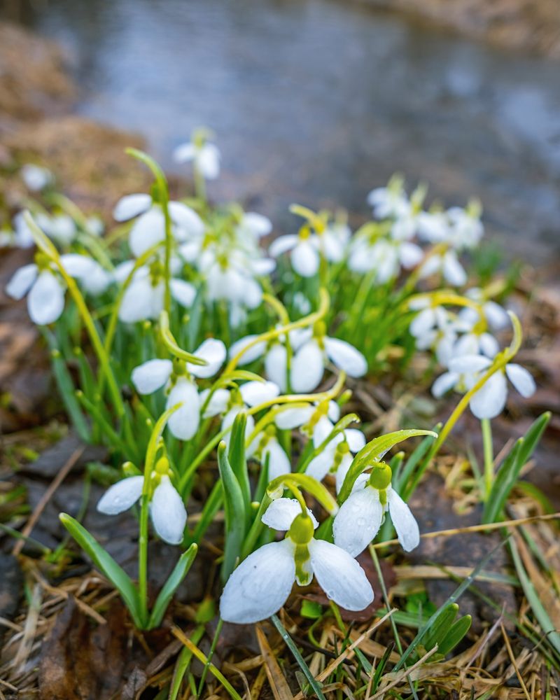 Spring Bulbs Shrug Off Late Frost Better Than You Think Spring Bulbs Shrug Off Late Frost Better Than You Think