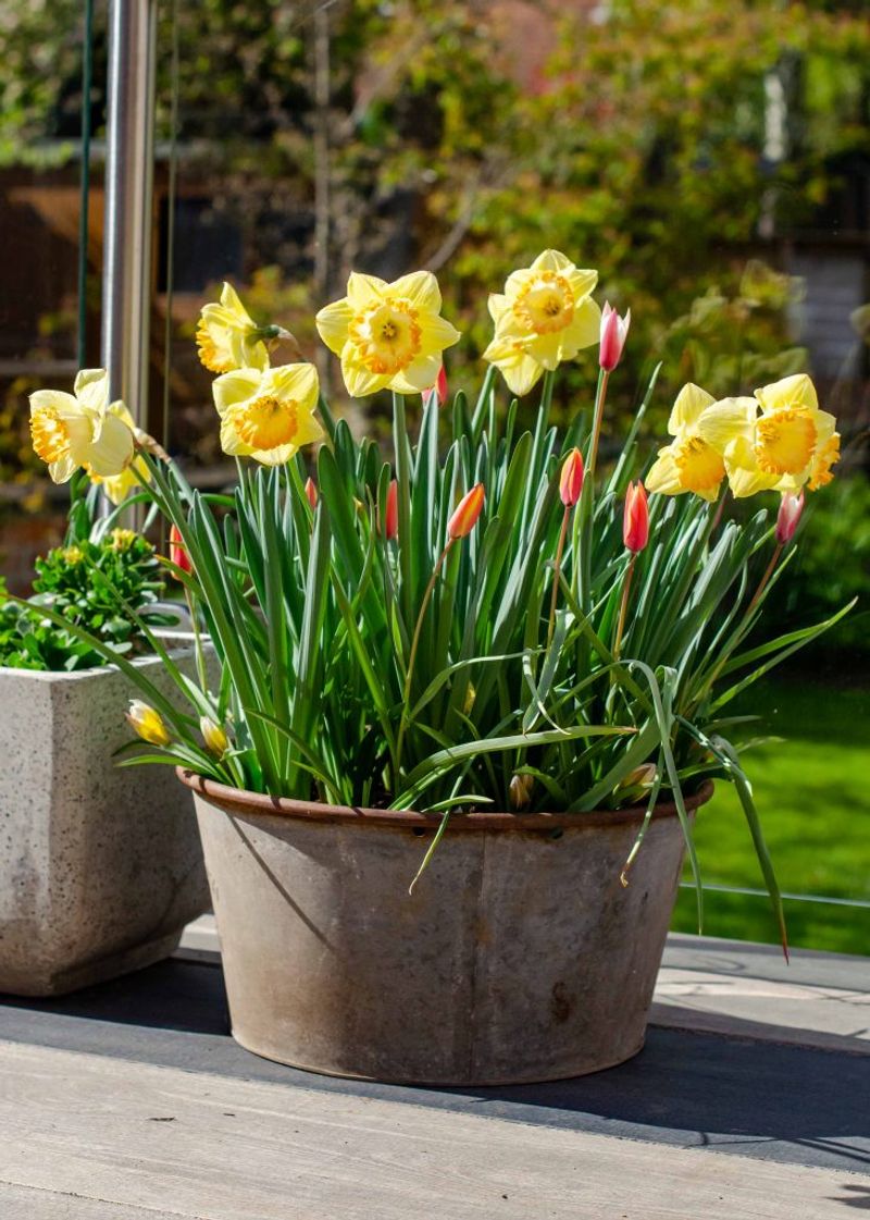 Spring Bulbs Tucked In For Winter