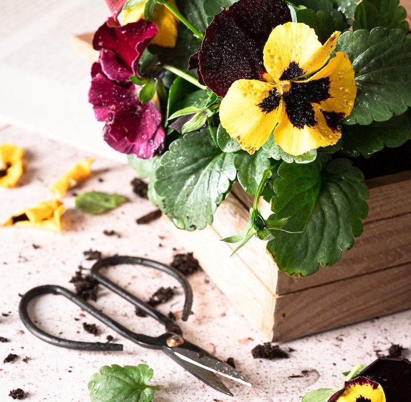 Spring Care For Longer Color