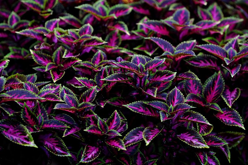 Spring Cuttings Multiply Into Dozens More Spring Cuttings Multiply Into Dozens More