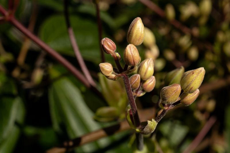 Spring-Flowering Types Already Carry Next Year's Buds