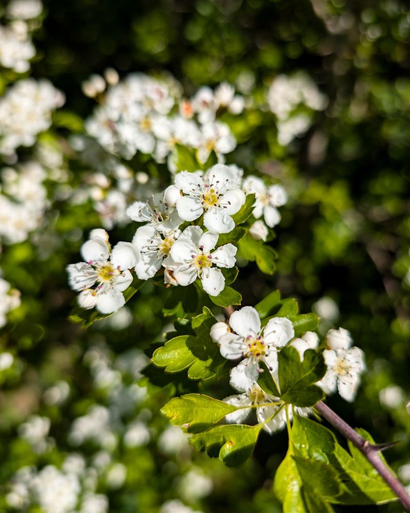 Spring Flowers Support Early Pollinators