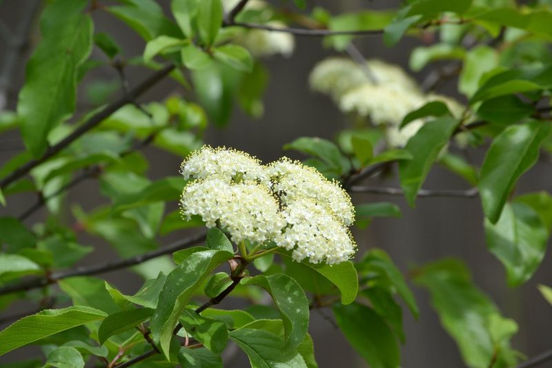 Spring Flowers That Feed Pollinators Spring Flowers That Feed Pollinators