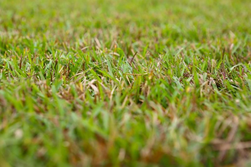 Spring Growth Reveals How Well The New Turf Handled Winter