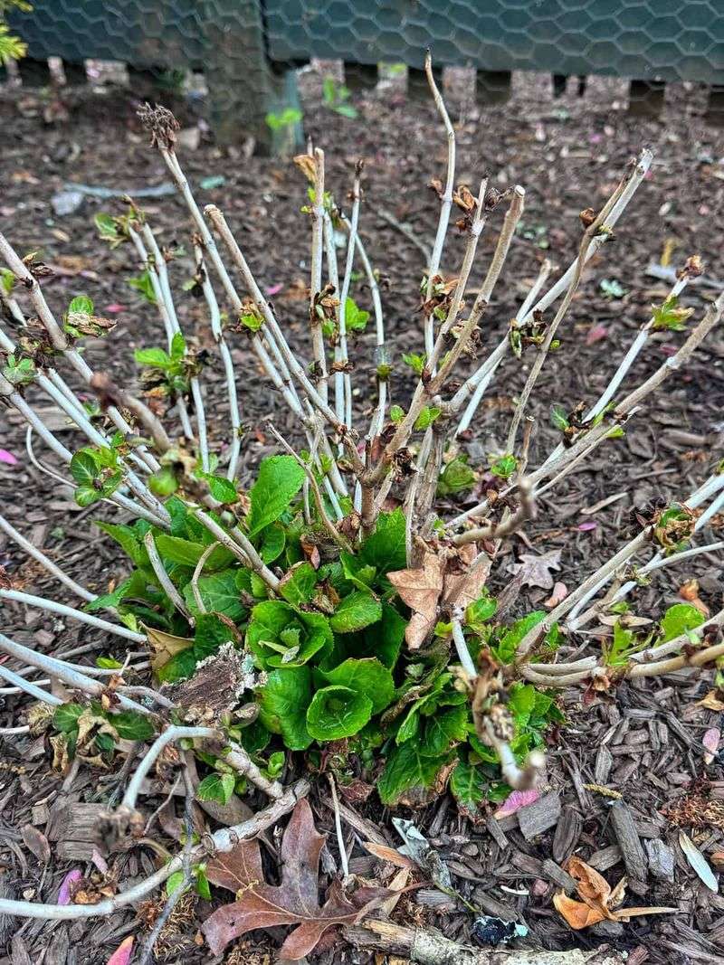 Spring Growth Reveals Which Stems Pulled Through Spring Growth Reveals Which Stems Pulled Through