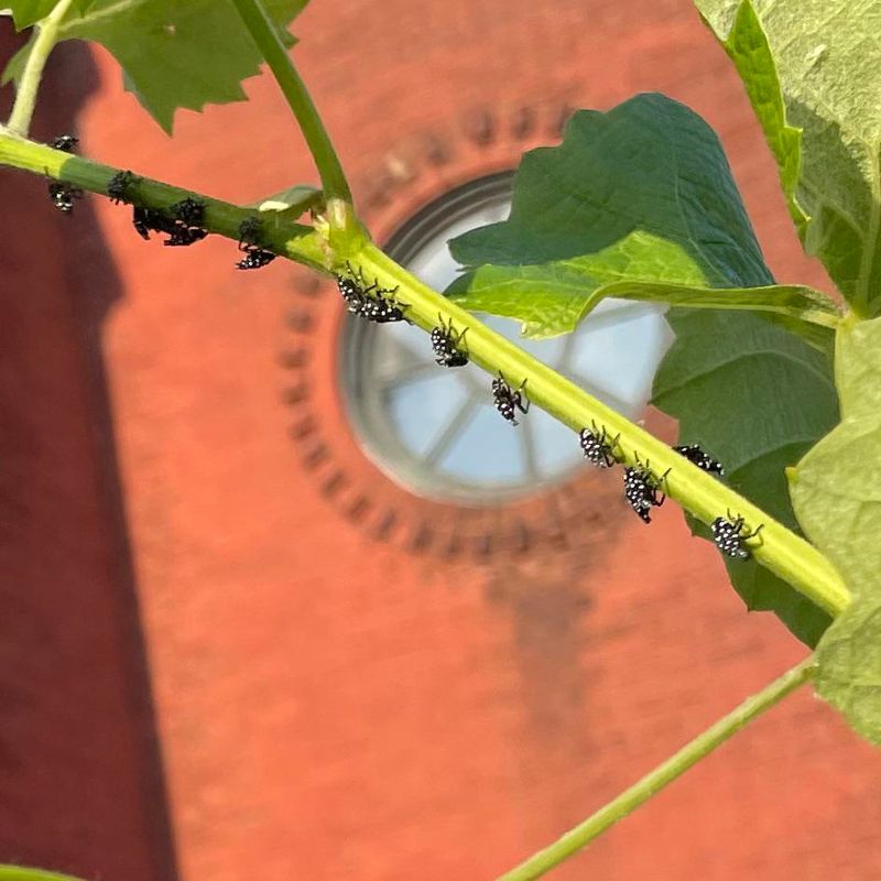 Spring Hatchlings On Indiana Vines