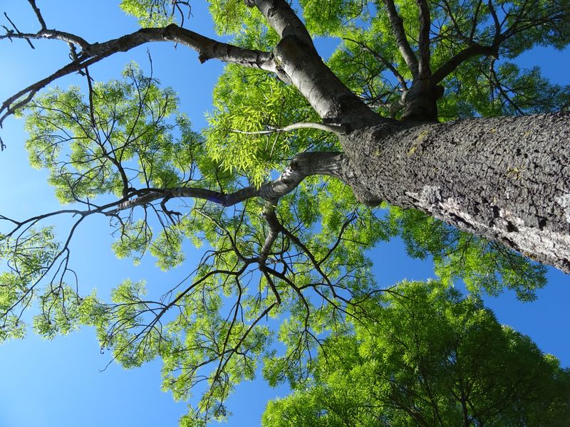 Spring Is Prime Time For Treating Ash Trees In Virginia Spring Is Prime Time For Treating Ash Trees In Virginia