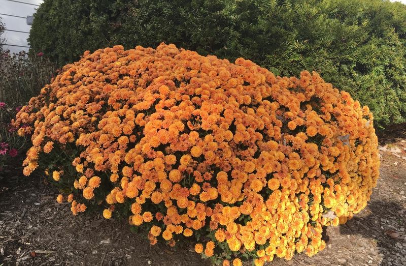 Spring Is The Best Time To Plant Mums That Come Back Spring Is The Best Time To Plant Mums That Come Back