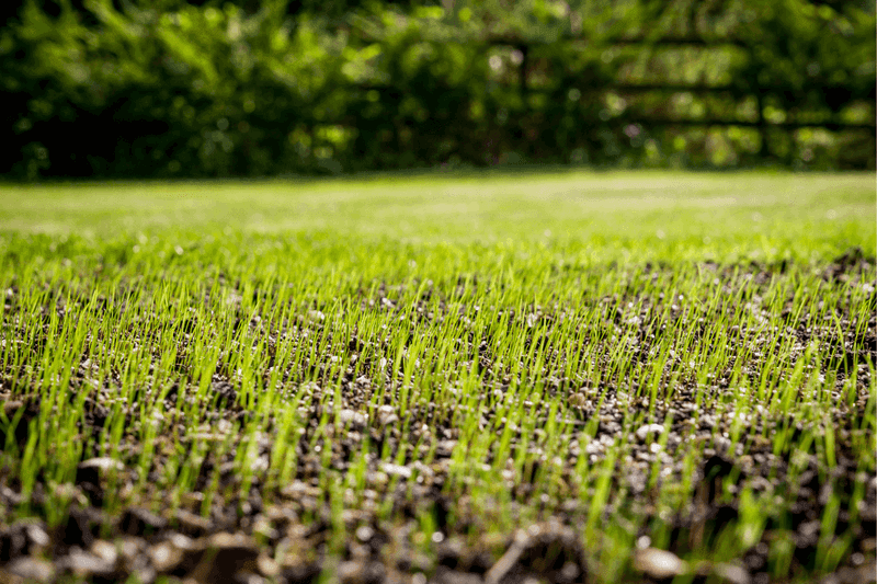 Spring Is The Second-Best Choice Spring Is The Second-Best Choice