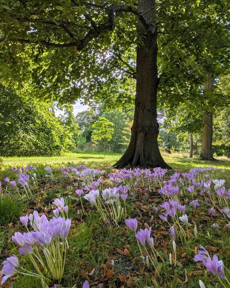 Spring Leaves Recharge The Bulbs